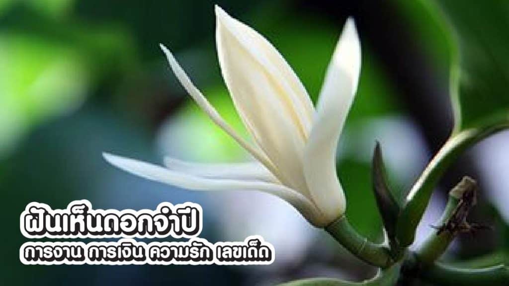 ฝันเห็นดอกจำปี