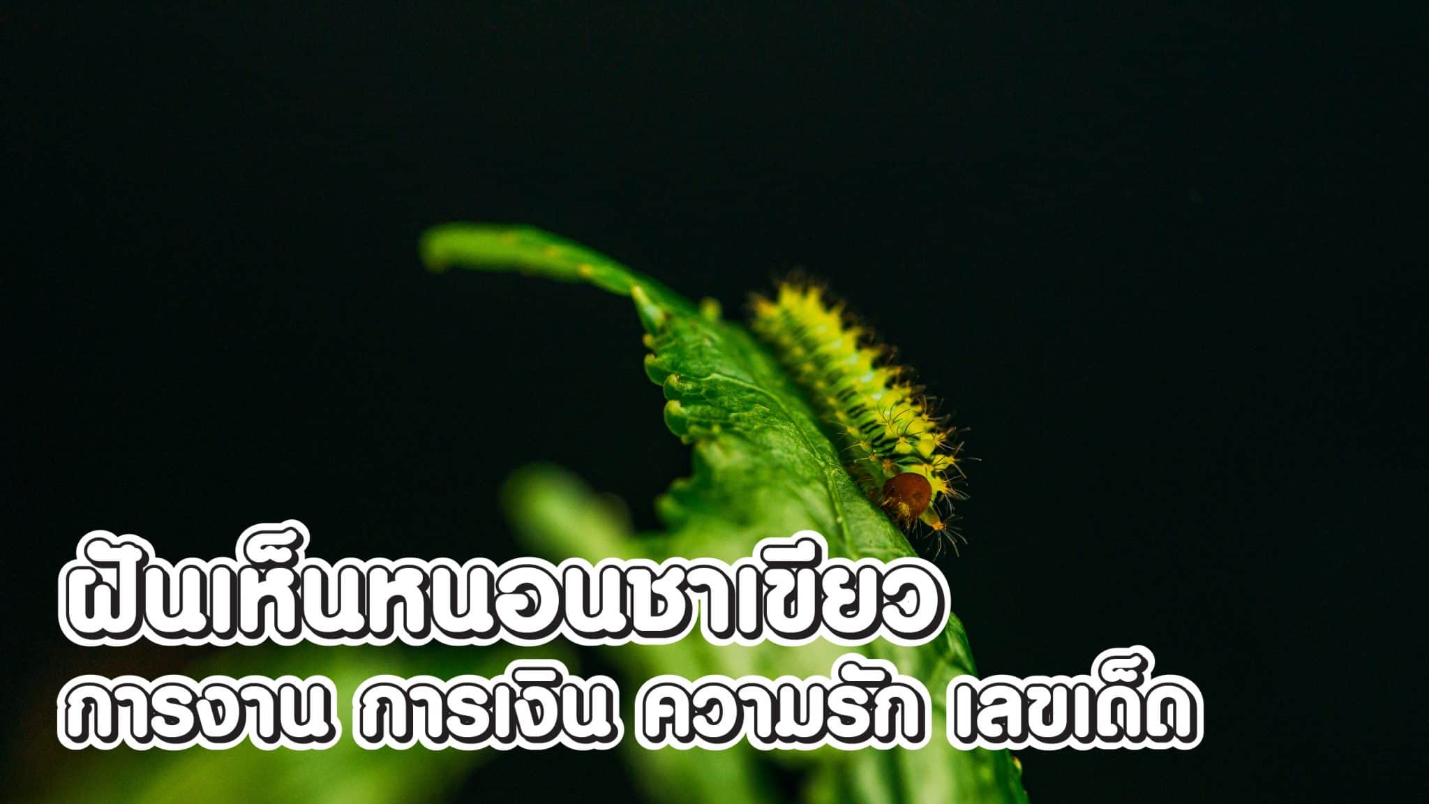 ฝันเห็นหนอนชาเขียว