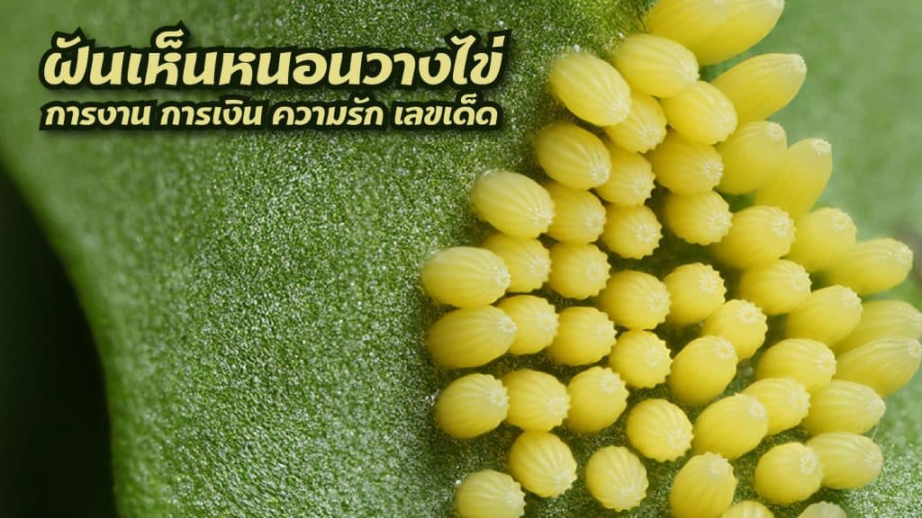 ฝันเห็นหนอนวางไข่