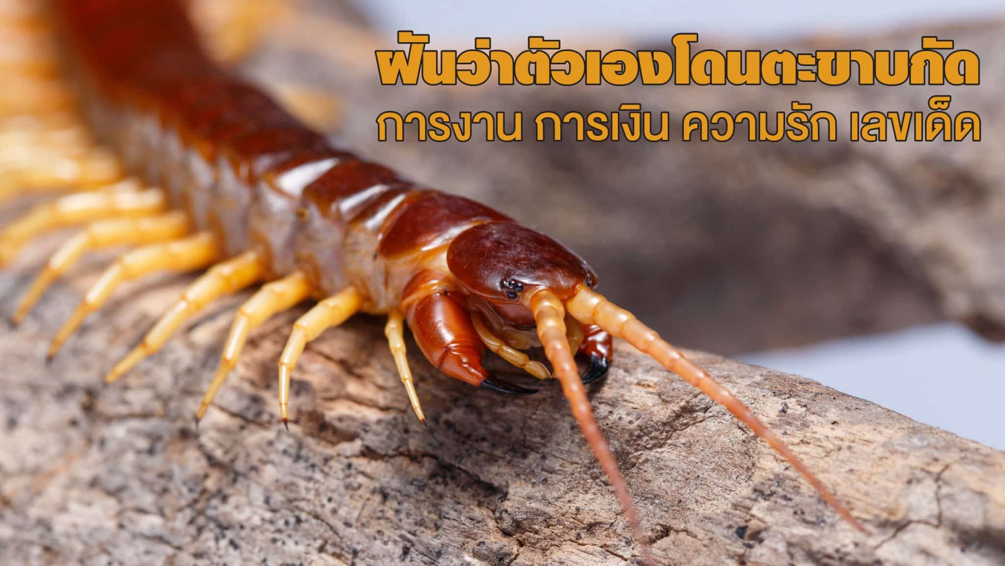 ฝันว่าตัวเองโดนตะขาบกัด