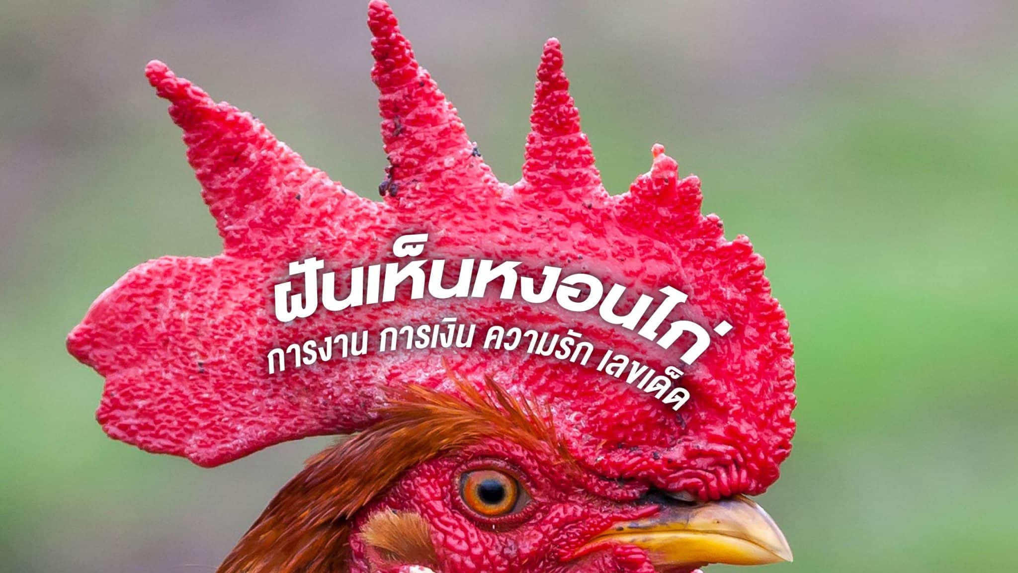 ฝันเห็นหงอนไก่