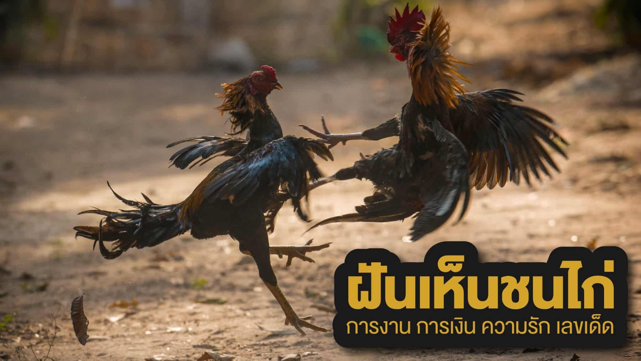 ฝันเห็นชนไก่