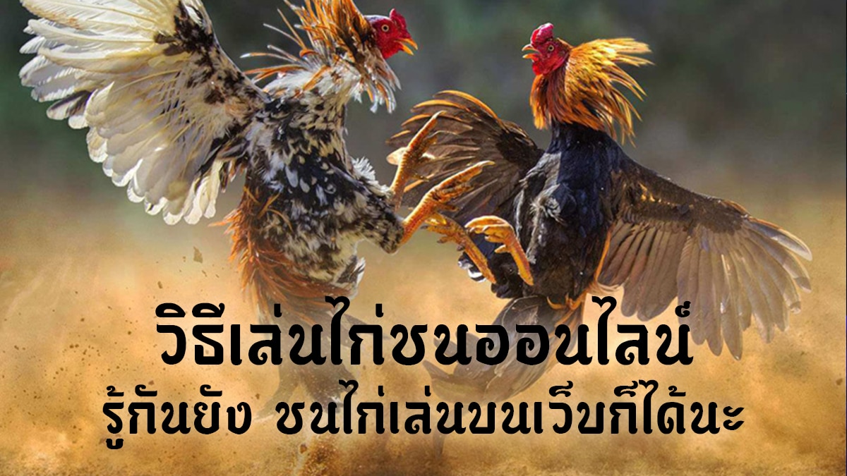 เล่นไก่ชนออนไลน์