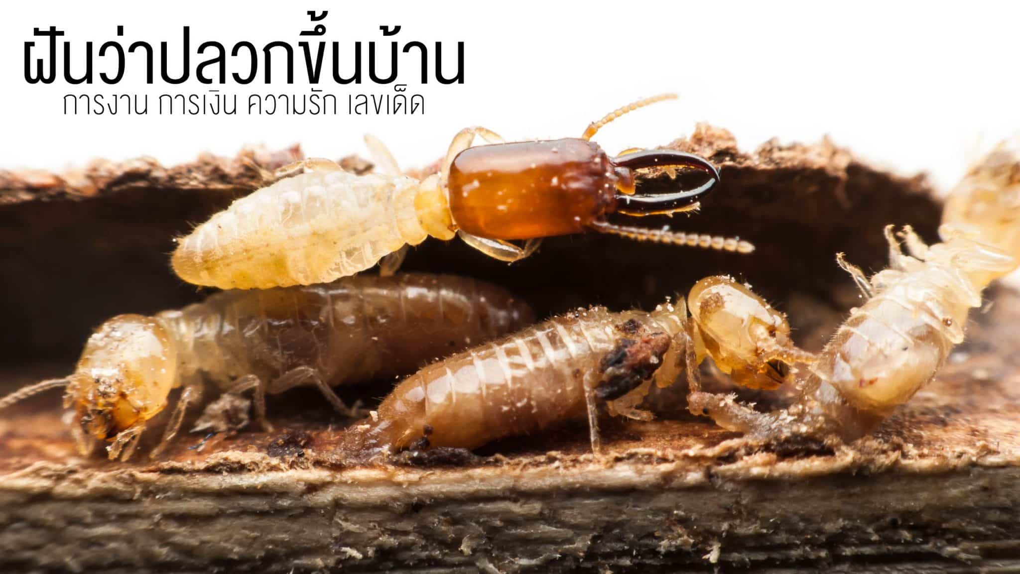 ฝันว่าปลวกขึ้นบ้าน