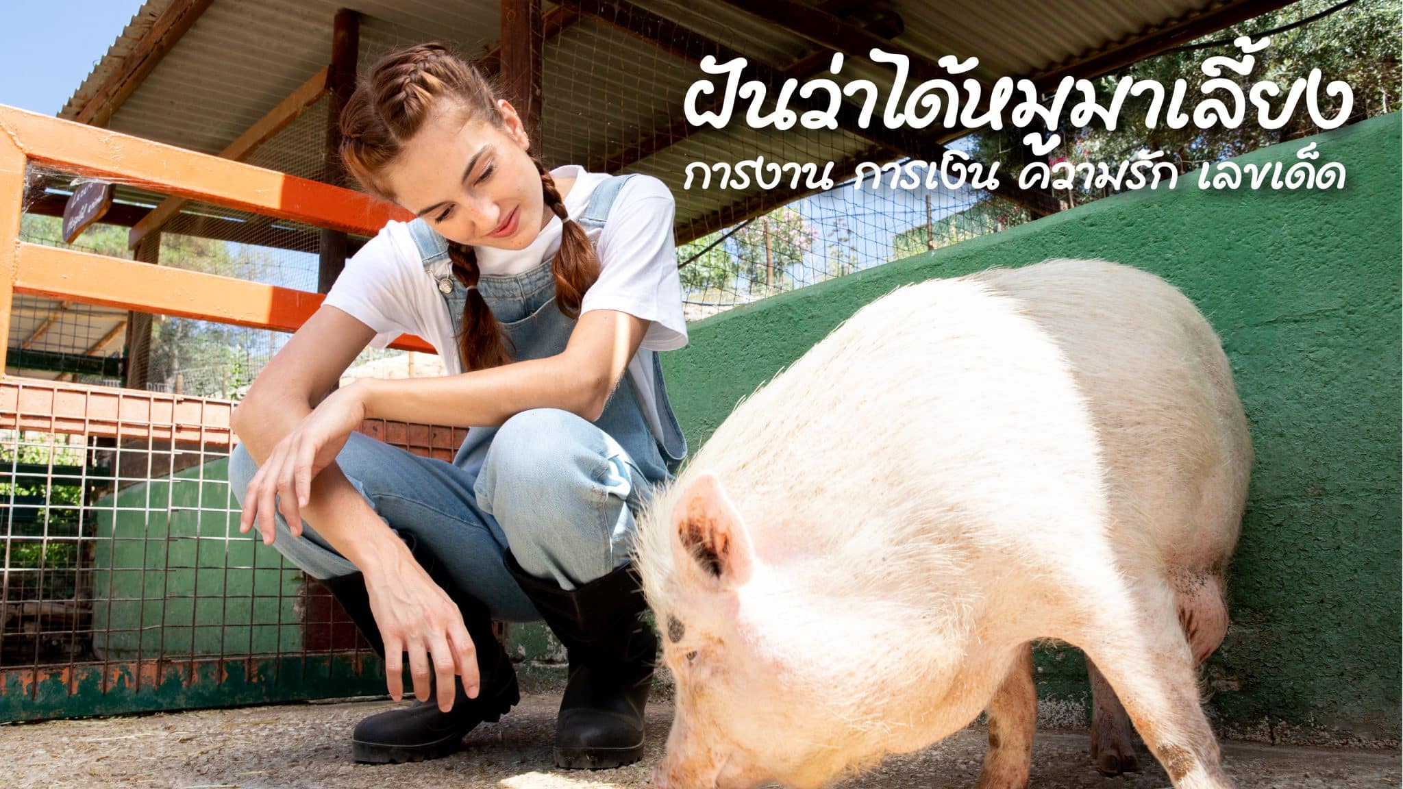 ฝันว่าได้หมูมาเลี้ยง