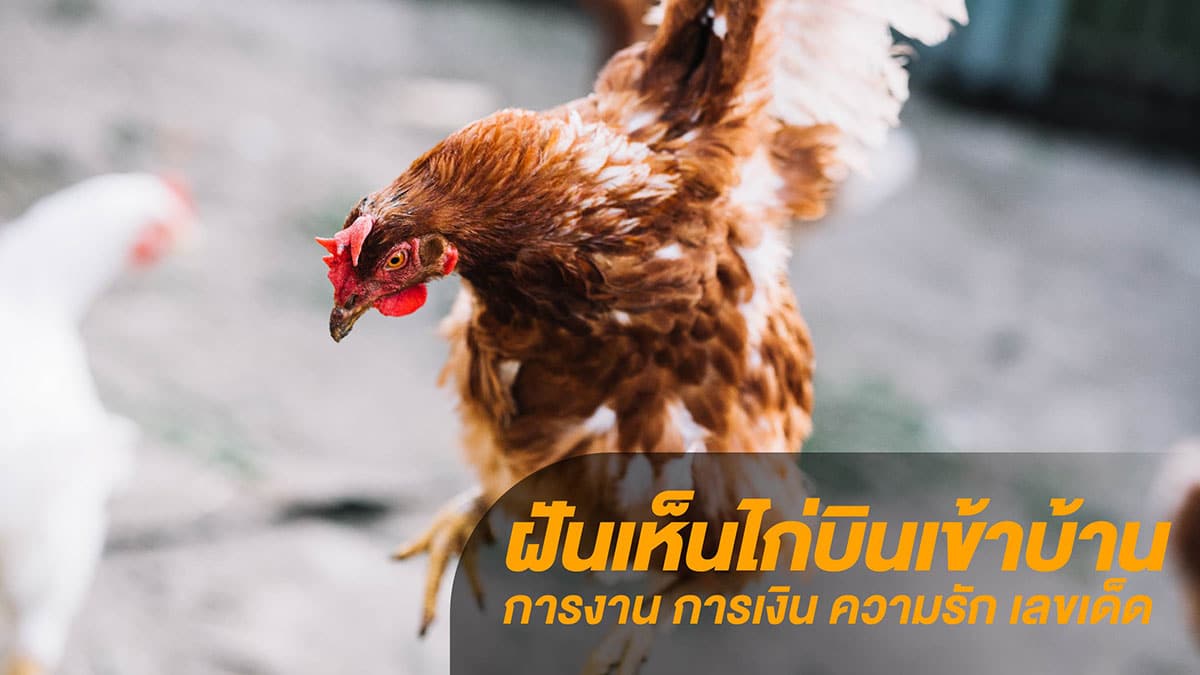 ฝันเห็นไก่บินเข้าบ้าน