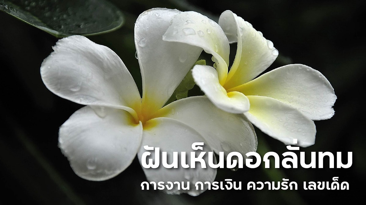 ฝันเห็นดอกลั่นทม